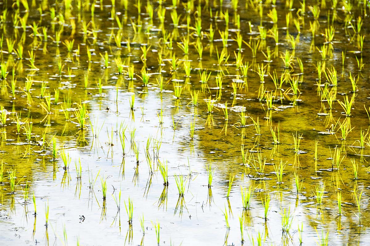 当初は「失敗作」と言われていた？