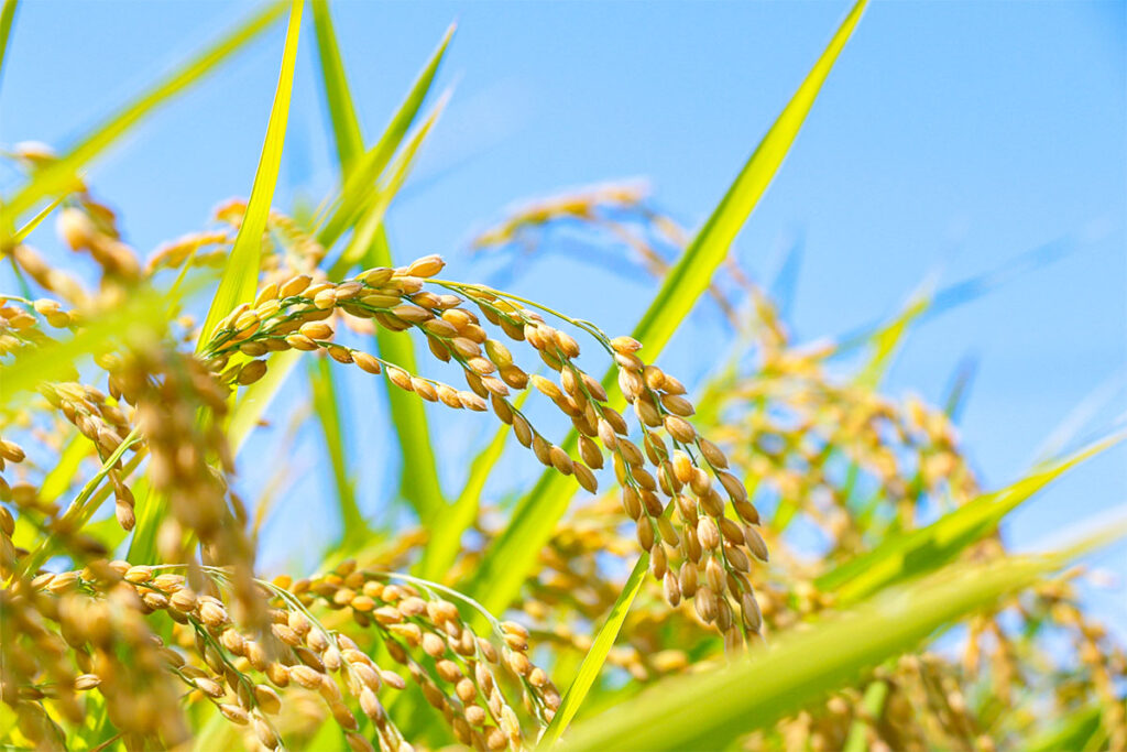 最高の一粒を目指して：稲