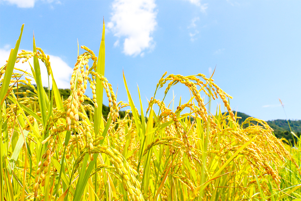 美味しいお米は綺麗な水と 自然から生まれる。