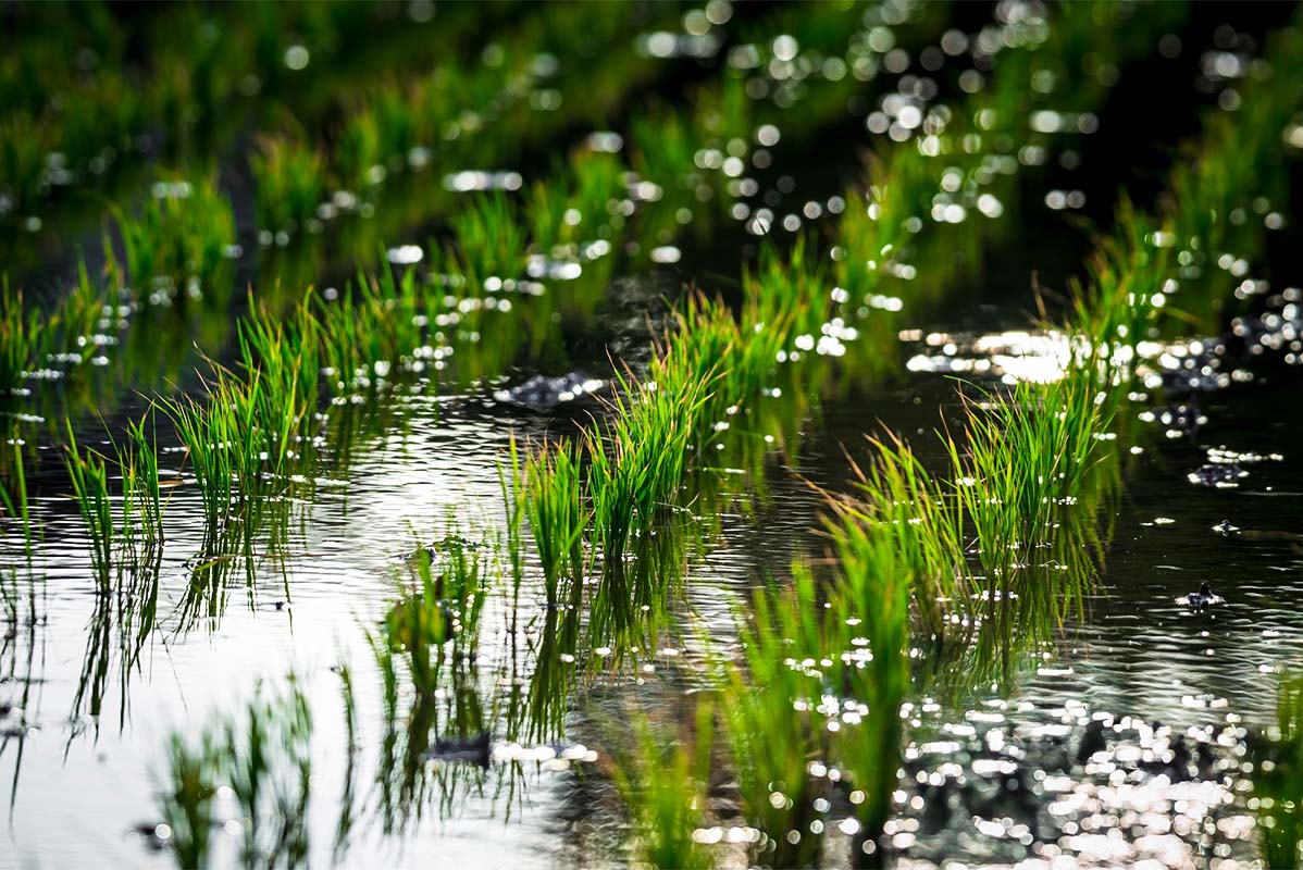 美味しいお米は綺麗な水と 自然から生まれる。